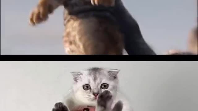 Very nice video of cat