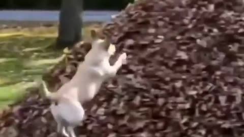 Funny animals videos