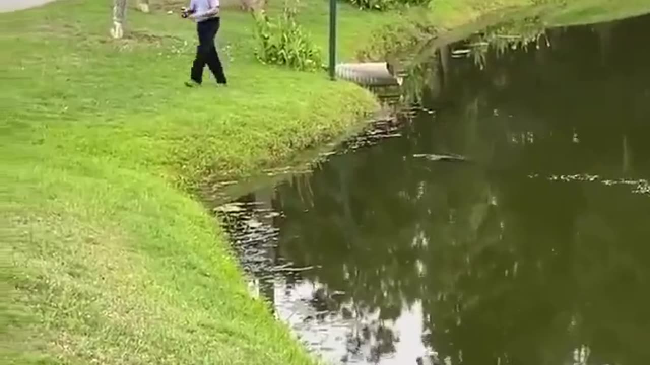 Gator Chases Prey Out Of Water