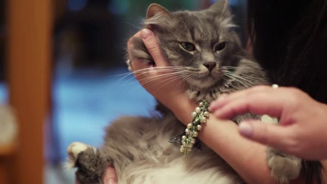 Cat enjoying the women stroking his head and behind the ear