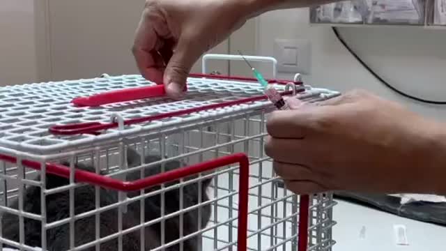 Pet in the health clinic