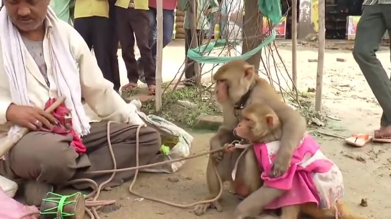 Monkey 🐒 dance funny video 😂