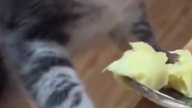 Funny Animal Videos Try Not To Laugh