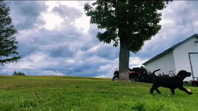 Funny Animals Series 268