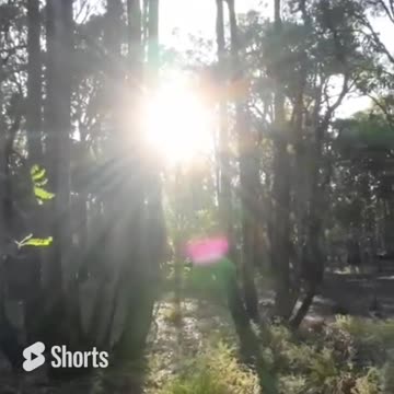 Listening to the sounds of the bush