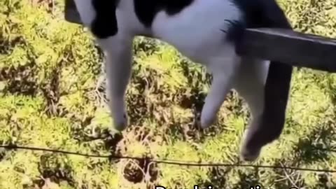 animal funny video