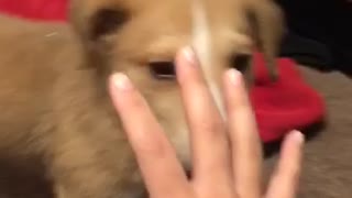 Little Loki