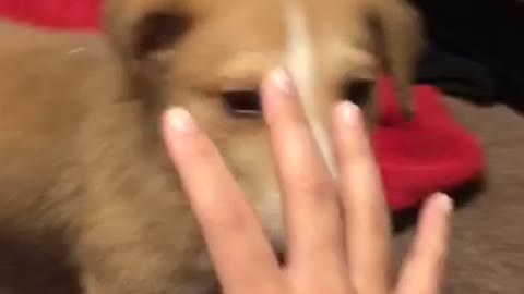 Little Loki