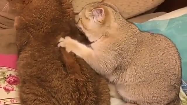 100% natural wool - Funny Cats 😹😹