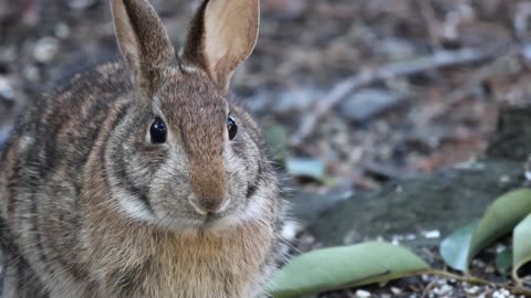 Rabbit 🐇 🐰.Nature view #Rabbit #nature #viral