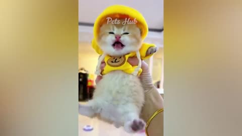 Funniest Dogs and Cats 😺🐶 Funny Animals 2023 😂