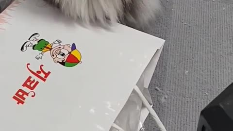 a cat that tumbles over an envelope and pretends not to know