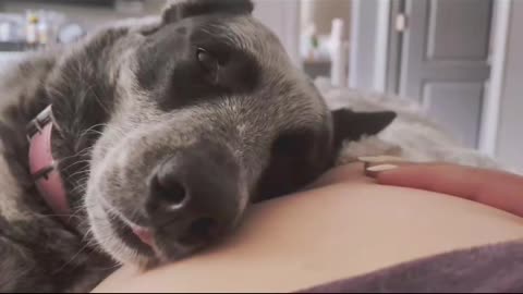 Dog dreaming while twin sisters are kicking in moms belly.