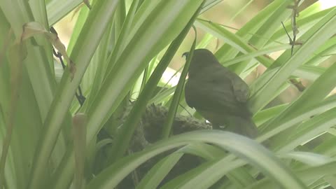 Honeyeater Nesting