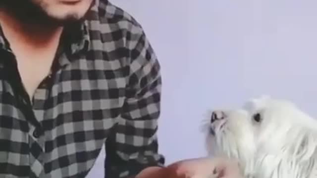 Funny video with funny dog