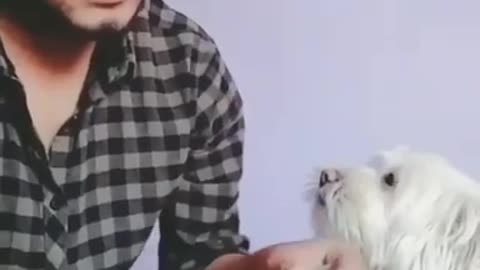 Funny video with funny dog