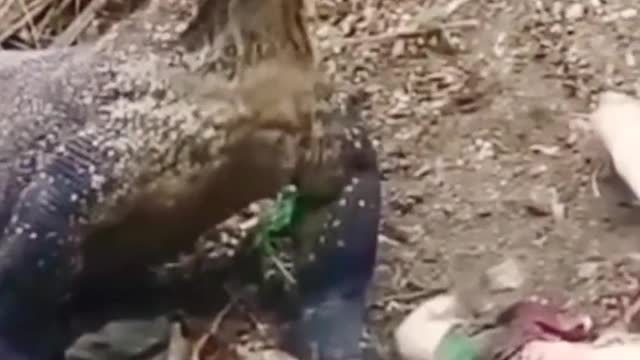 Comodo Dragon Swallows Baby Goat.