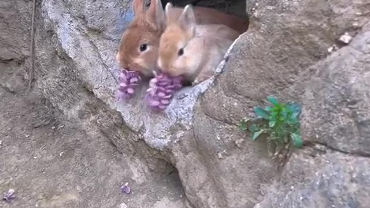 The nice rabbits funny video.