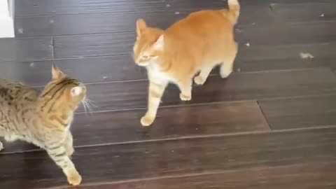 Funnny Cat Pulls Off Sneak Attack !