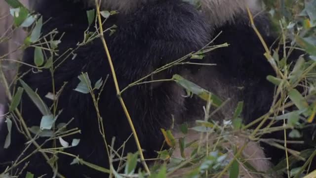 Cute cute giant panda