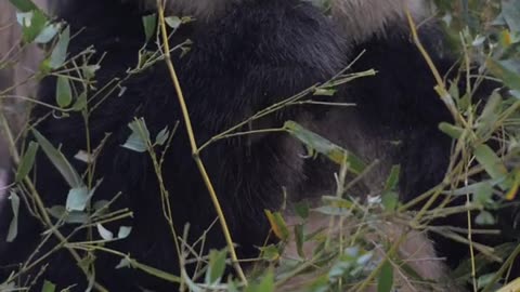 Cute cute giant panda