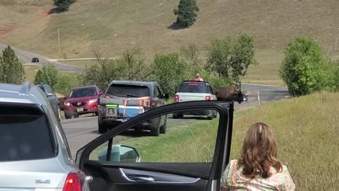 American Bison herd stops traffic