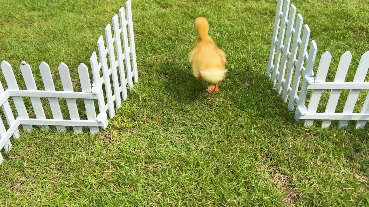 Baby Monkey Chu Chu rides a motorbike in the garden and eats watermelon with ducklings and puppy