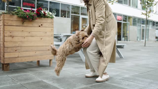 Dog Playing With Owner