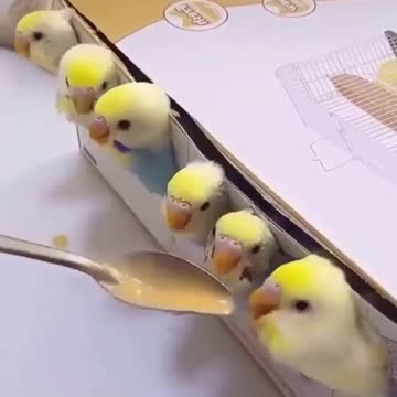 Lovebird chicks eat eggs