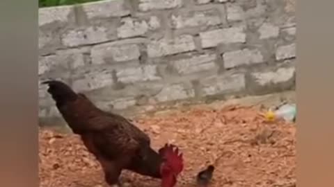 Very Funny videos 👍👍👍