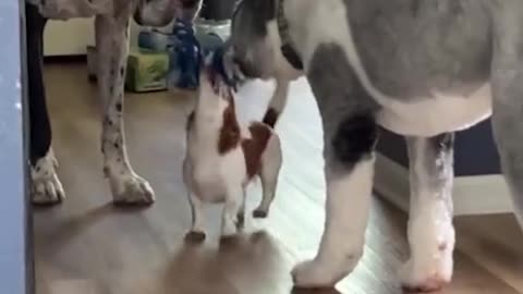 Funny video