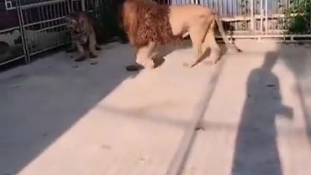 Tiger Vs Lion