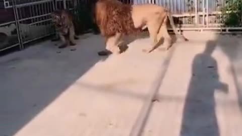 Tiger Vs Lion