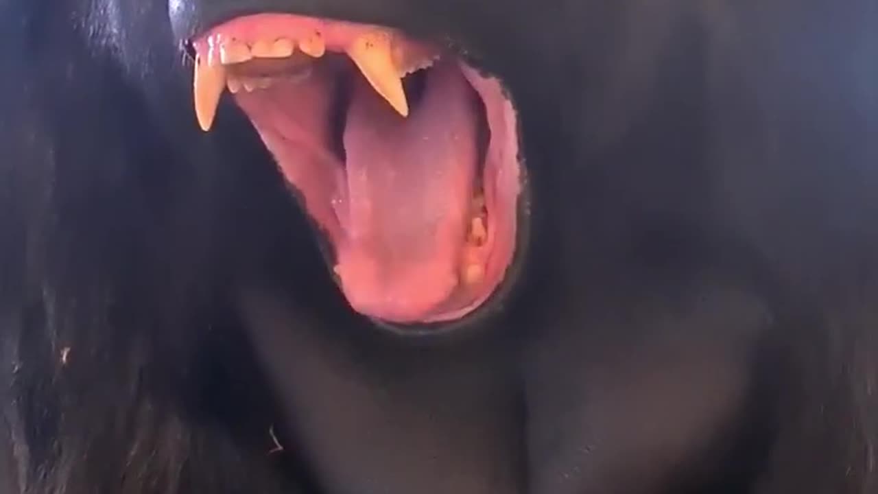 Send this to someone to make them yawn! #silverback #gorilla #animals #yawn #youtubeshorts