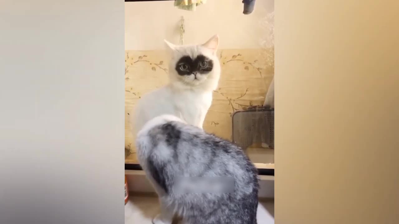 Funny animal video #8