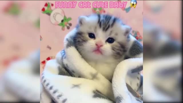 Beautiful Kitten 😸 Video || Very Attractive Cat||Animal Lovers ||#Shortvideo