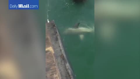 Incredible moment fisherman hooks great white shark