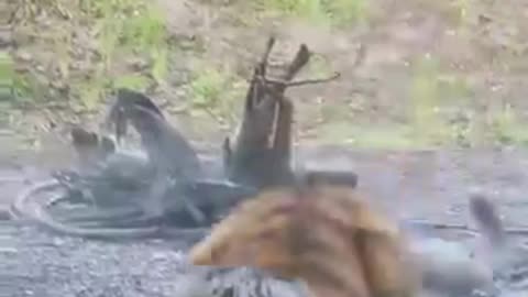 Tiger Hunting