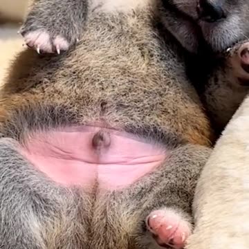 do not disturb, sleeping dog 💤