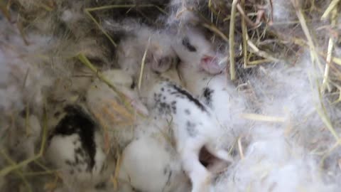 Baby Bunnies White with Black spots