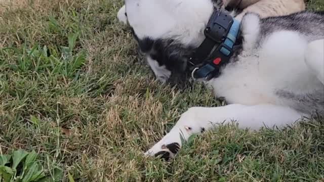 Camillia the Camel and Sitka the Husky Play Bite Each Other