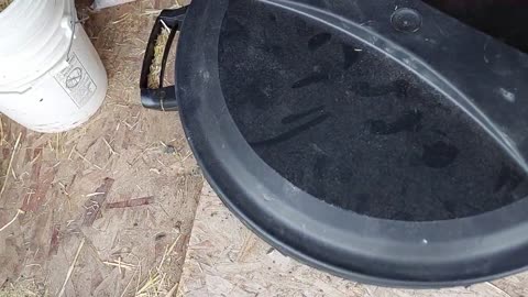 A Live Mouse Got Into Our Chicken Feed! Grrr!