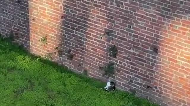 Me to the cats sleeping in this plush grass under a Milan castle