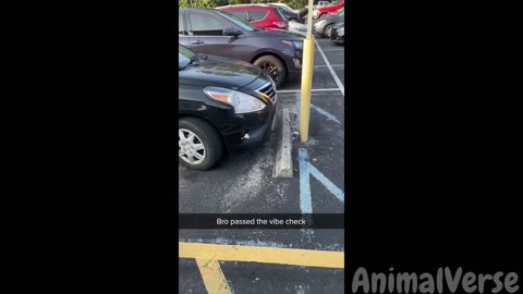 🐾Try Not to Laugh with Hilarious Dogs and Cats😂🐶🐱