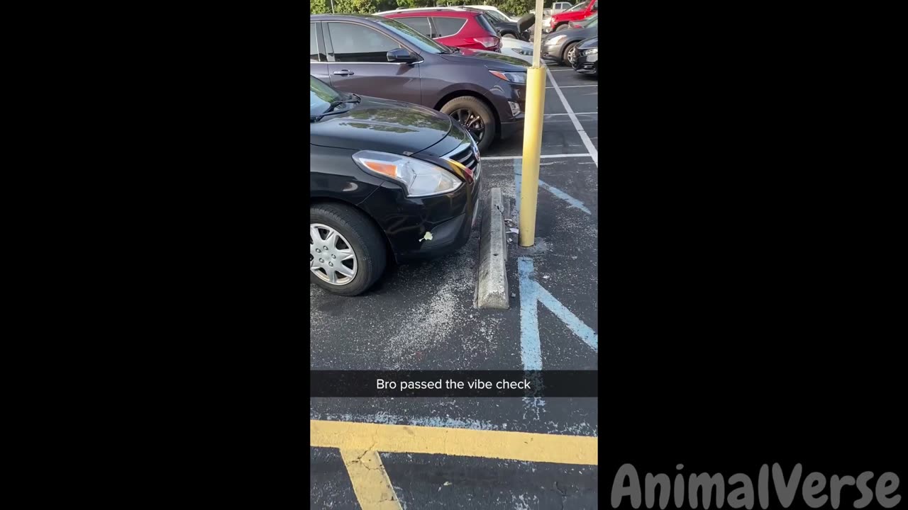 🐾Try Not to Laugh with Hilarious Dogs and Cats😂🐶🐱