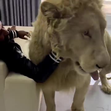Bro has a pet lion 🦁