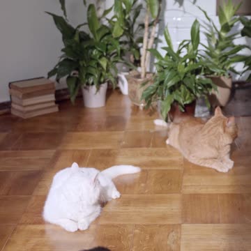 An orange cat was afraid when his tail touched the rose indoors