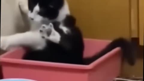 Specialy For Kids Funniest Moments #PetPulseTV #funnypets #pets #cuteanimals