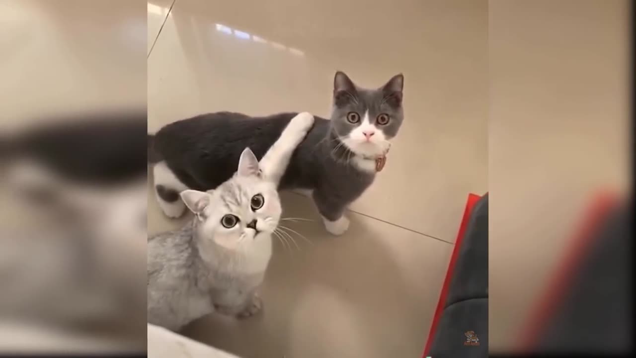 CUTE CAT FUNNY MOMENT 😂 😂 😂 ||