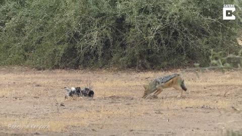 Python, Honey Badger & Jackal Fight Each Other